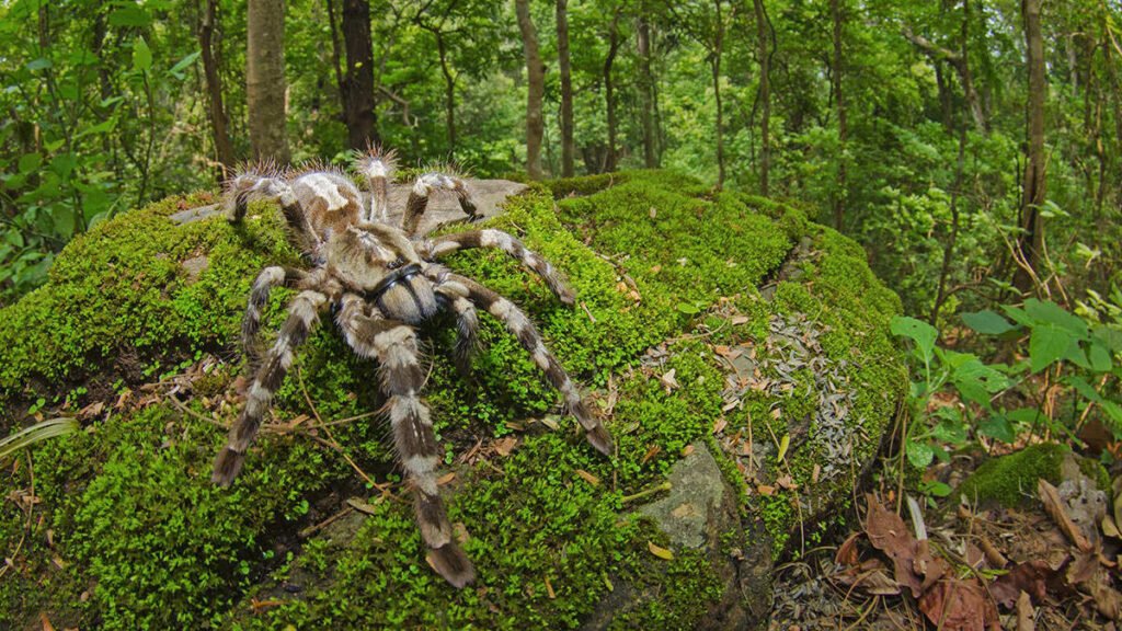 chhatisgarh kanger tarantula poecilotheria dhritiman mukherjee wtzjzq