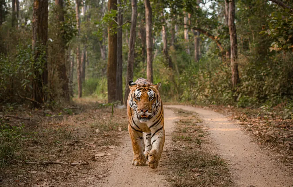 kanha national park