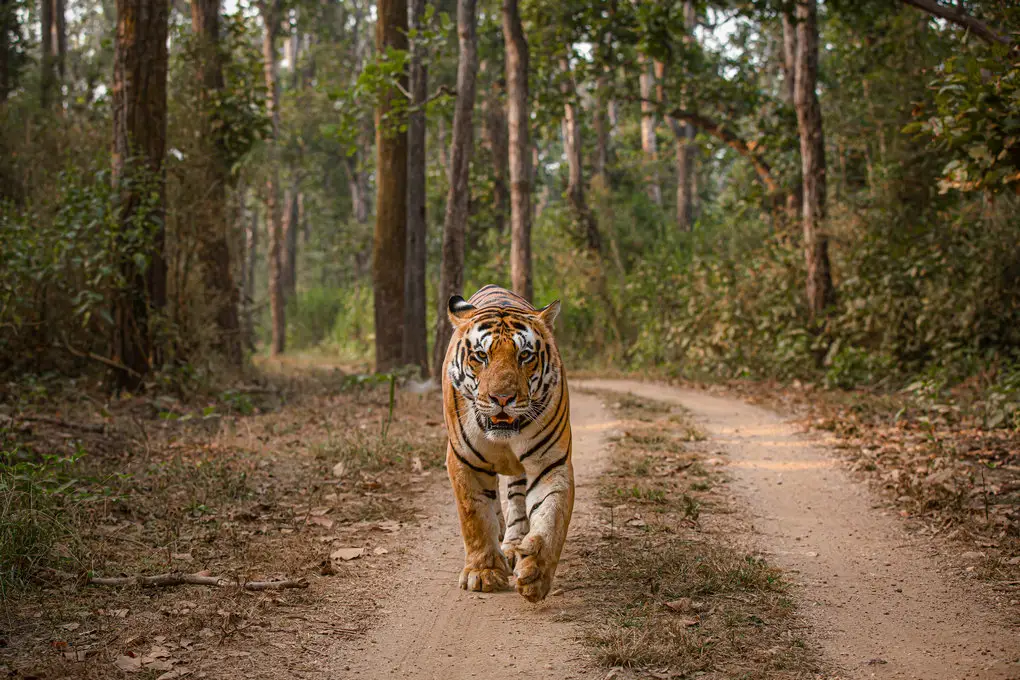 kanha national park