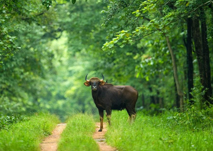 Chhattisgarh Tourist Places: Must-Visit Attractions & Hidden Gems You’ll Love in 2025 14 01 2