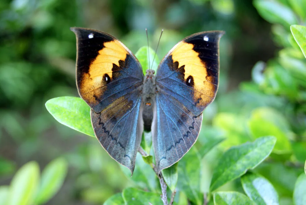 Bhoramdev Temple & Beyond: Discover the Untamed Beauty of Kawardha 2025 10 Kallima inachus at Gunma Insect World